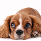 Illustration for article titled TV Chef Says Puppy Meat Is No Different From Pork, Except For The Puppy Part